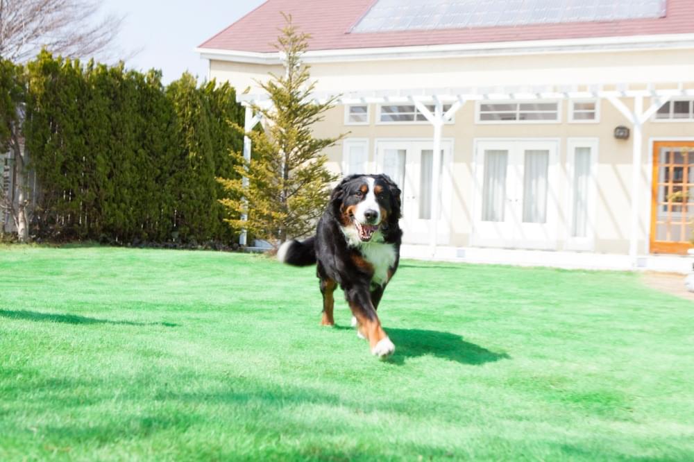 走っている犬