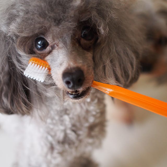 歯ブラシを咥える犬