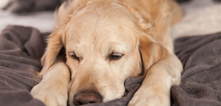 眠っている犬